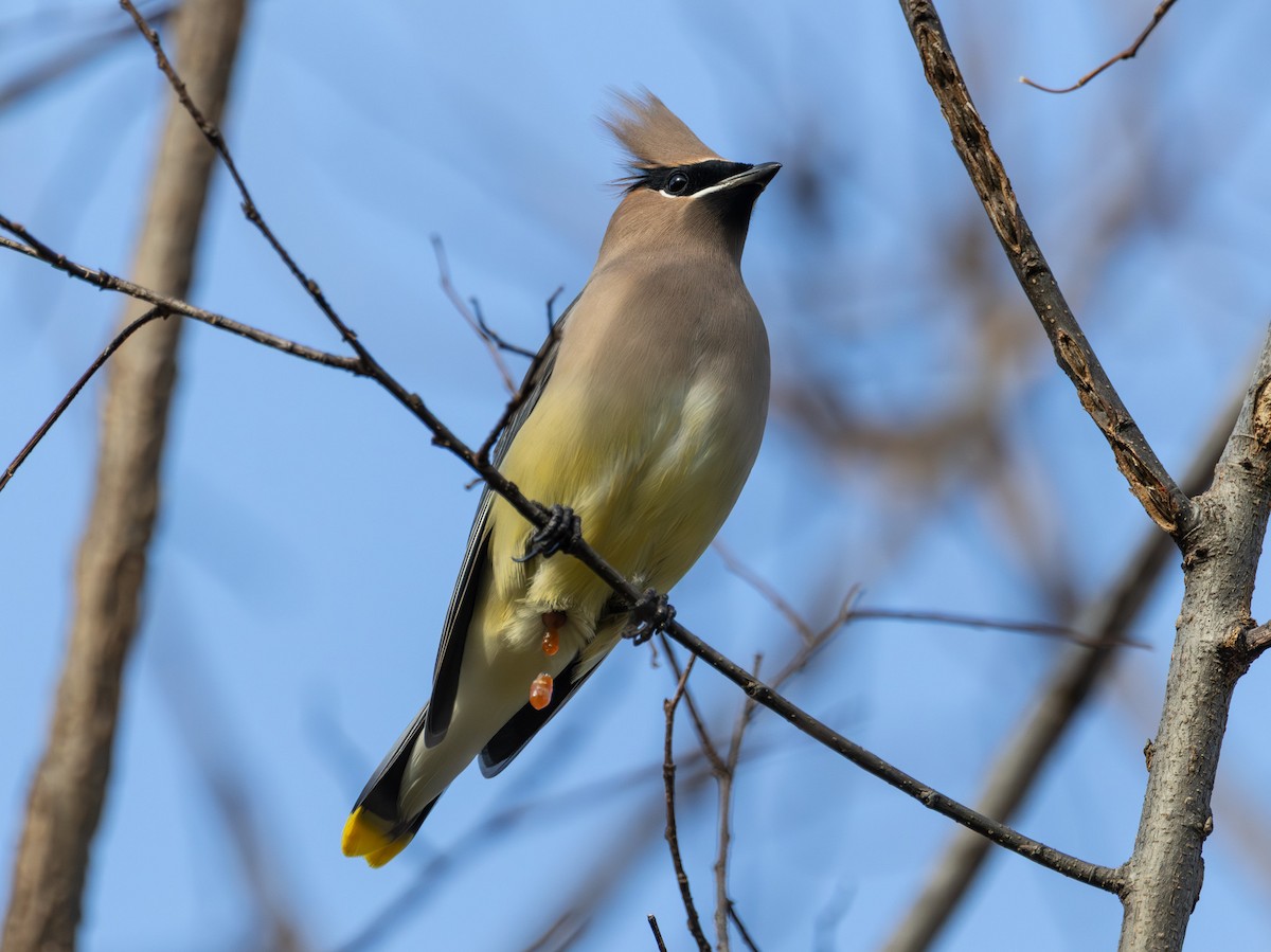 Cedar Waxwing - ML644721738