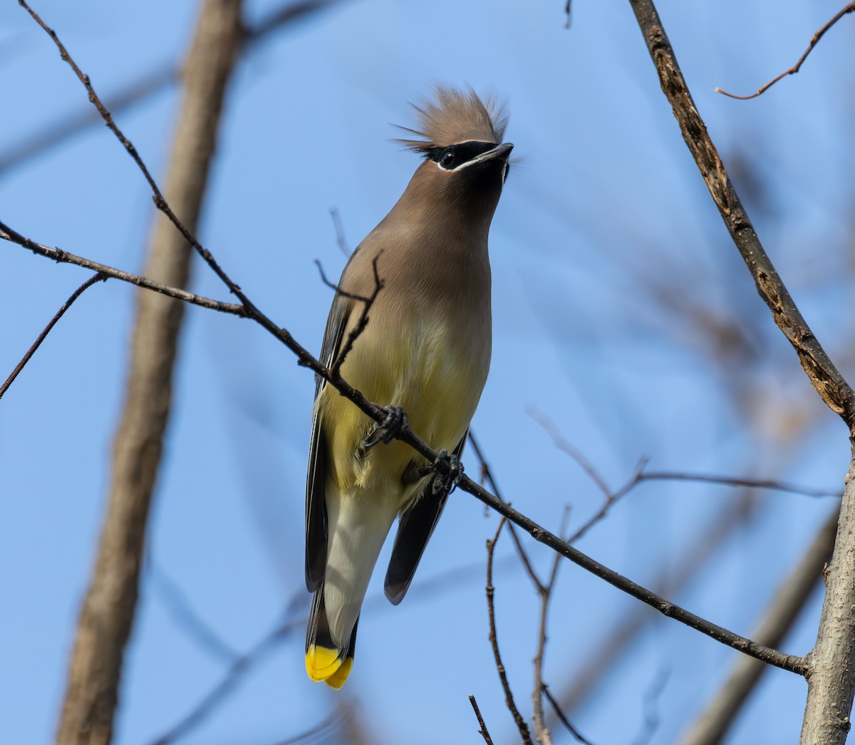 Cedar Waxwing - ML644721739