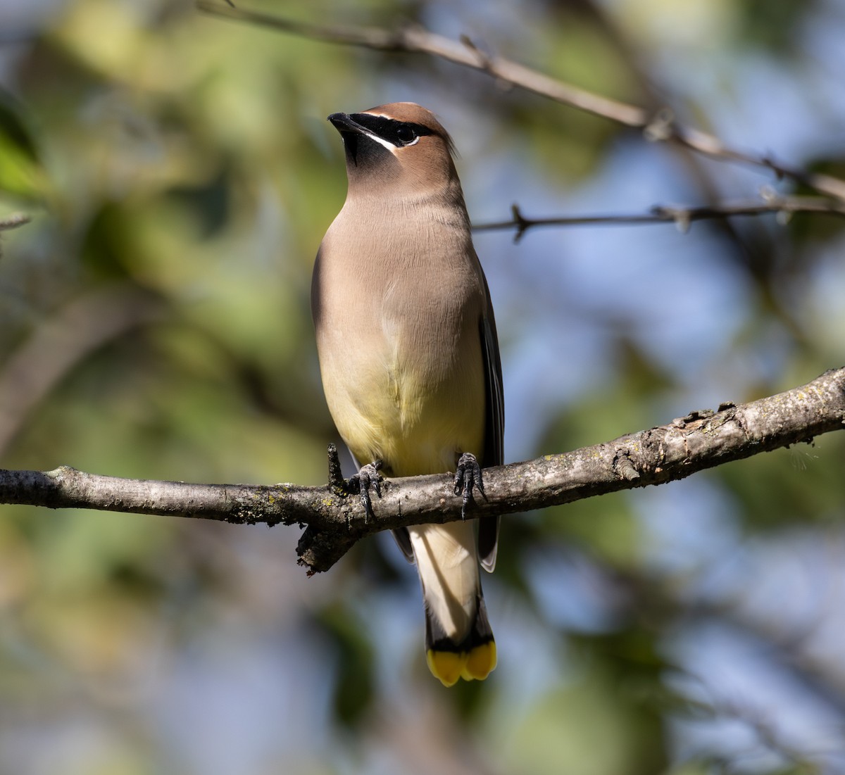 Cedar Waxwing - ML644721740