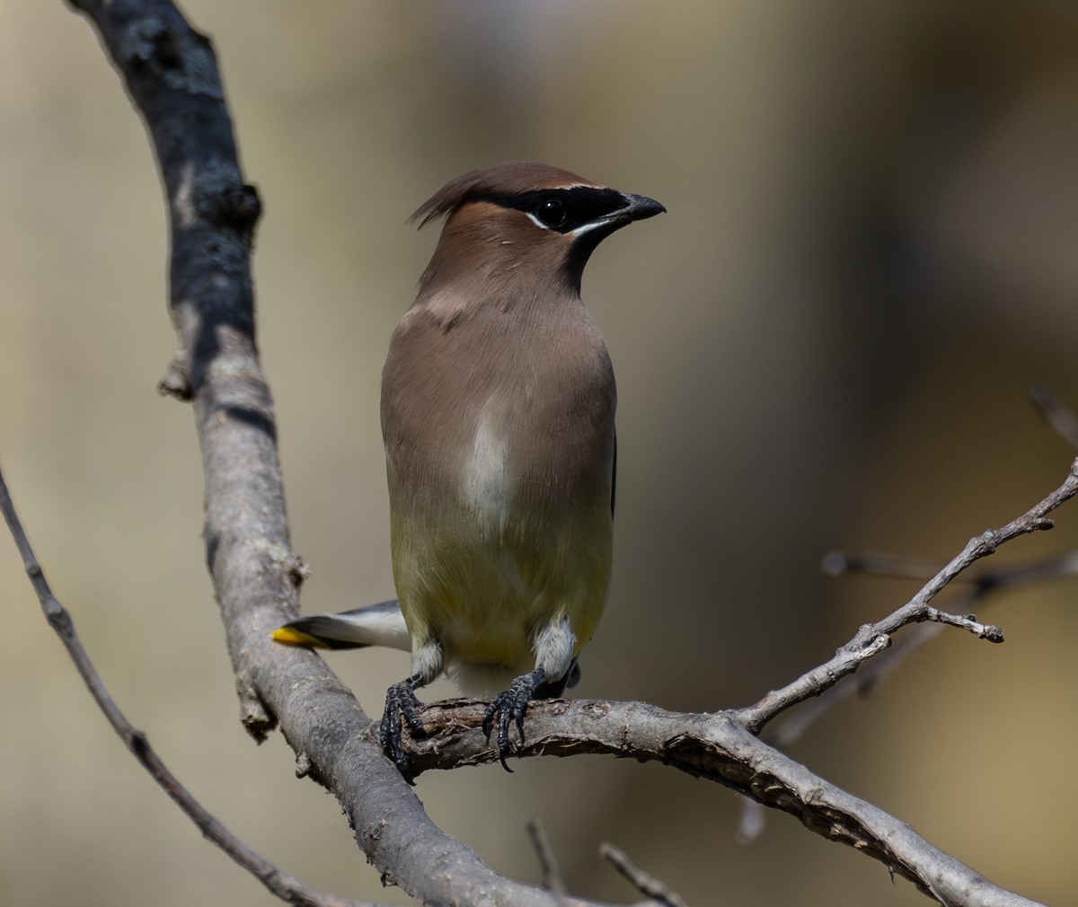 Cedar Waxwing - ML644721741