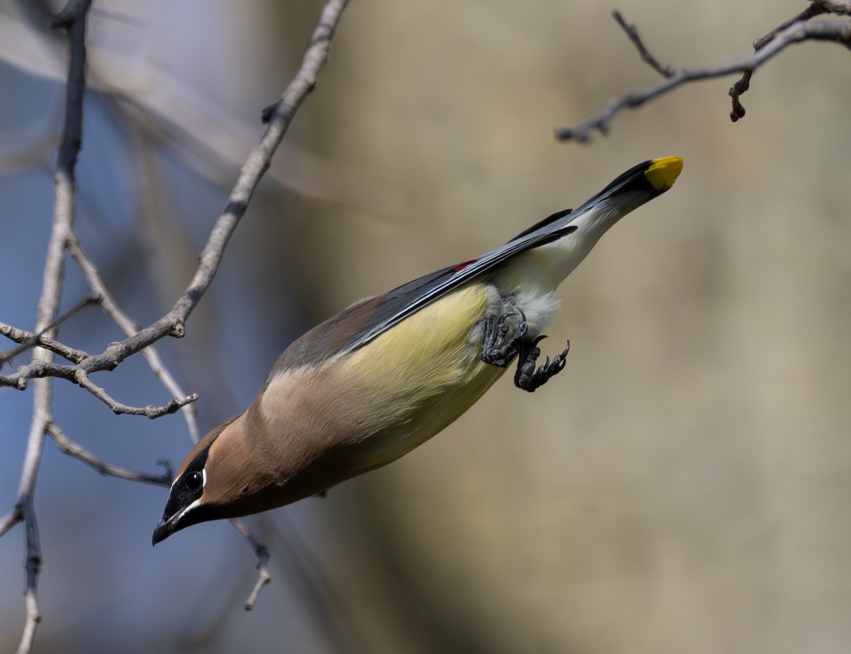 Cedar Waxwing - ML644721742