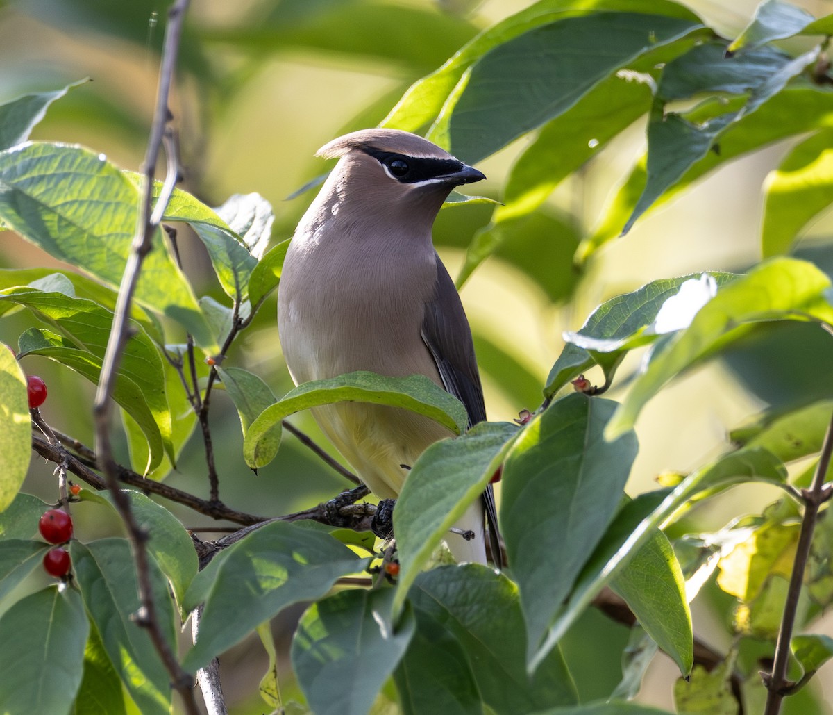 Cedar Waxwing - ML644721743