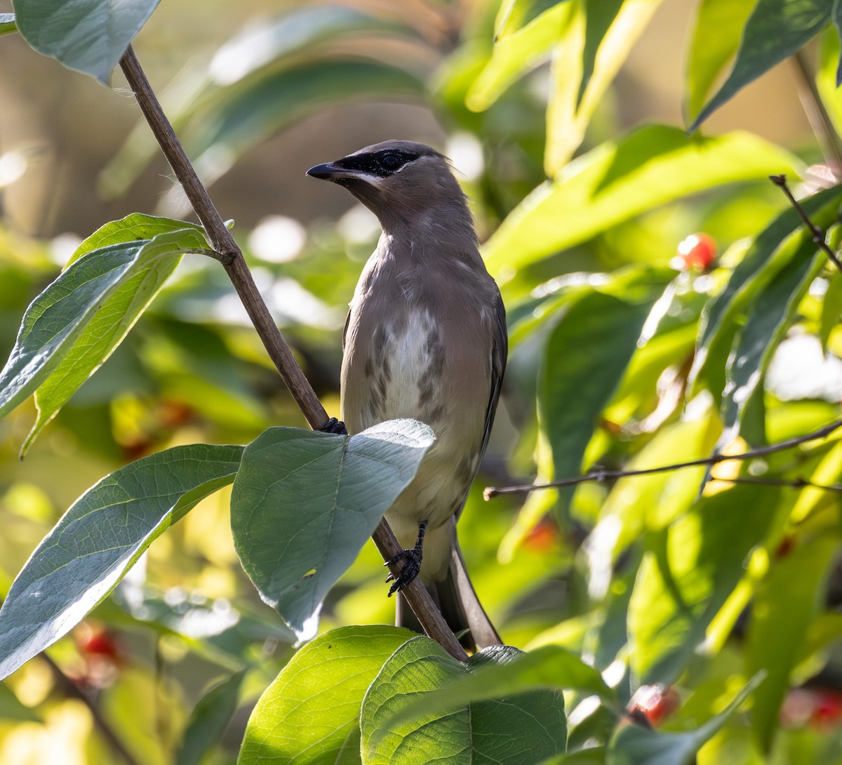 Cedar Waxwing - ML644721744