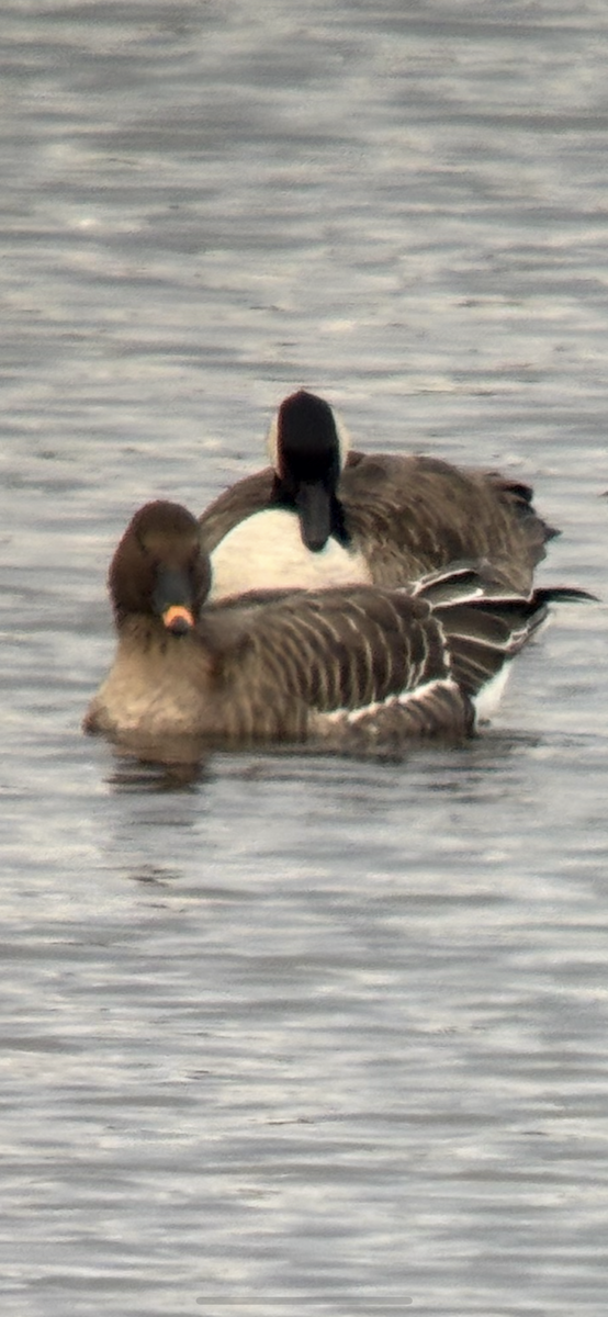 Tundra Bean-Goose - ML644721747