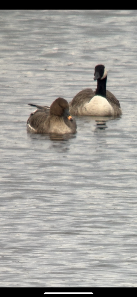 Tundra Bean-Goose - ML644721748