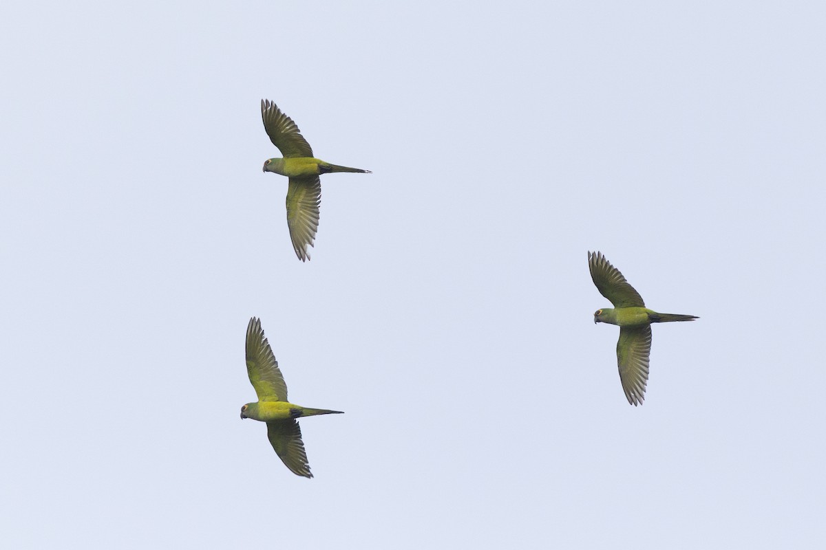 Peach-fronted Parakeet - ML644721752