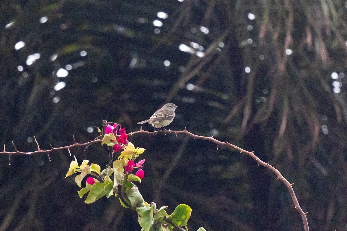 Southern Beardless-Tyrannulet - ML644721771