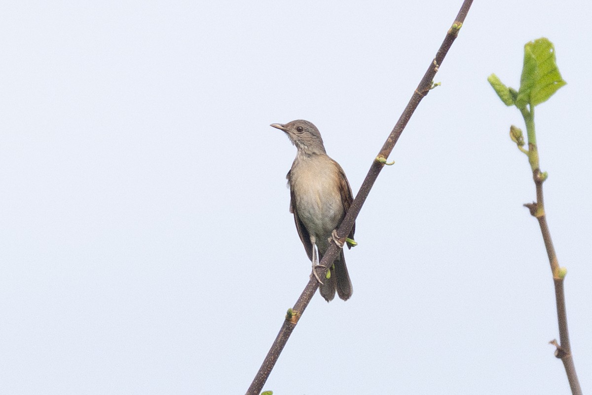 Pale-breasted Thrush - ML644721787