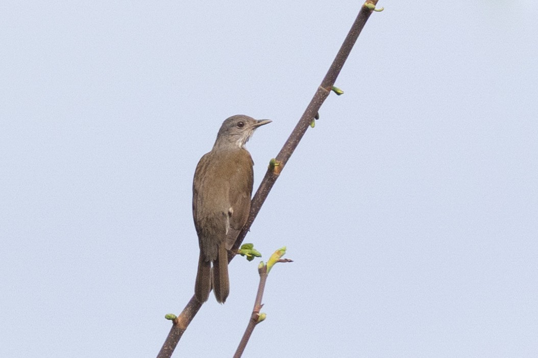 Pale-breasted Thrush - ML644721793