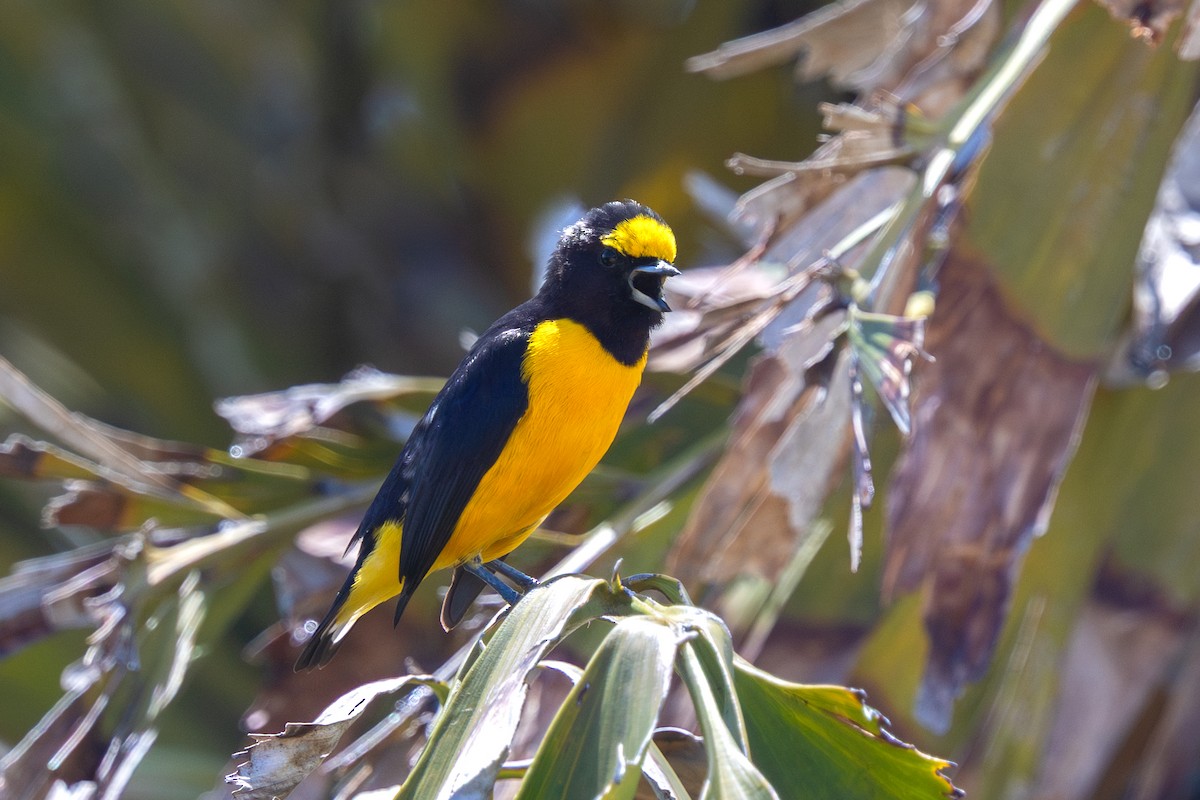 Purple-throated Euphonia - ML644721802
