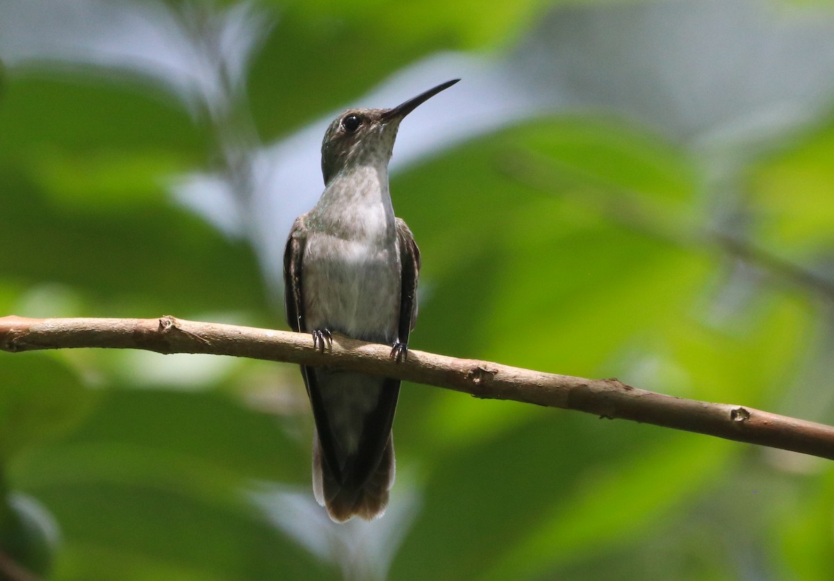 Olive-spotted Hummingbird - ML644721822