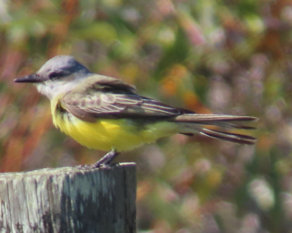 Tropical Kingbird - ML644721823