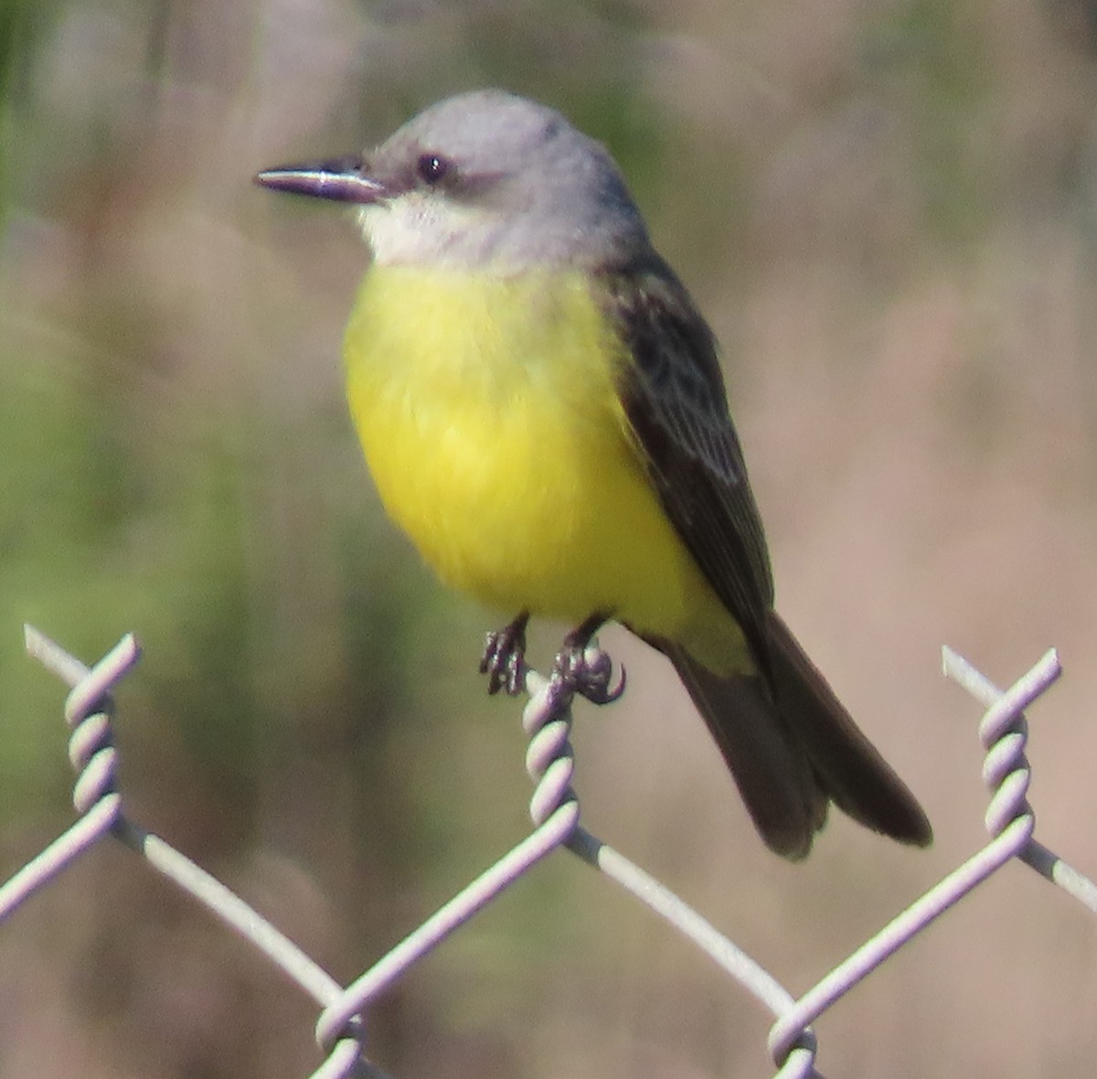Tropical Kingbird - ML644721824