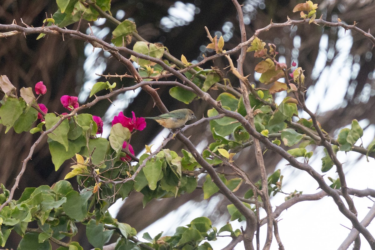 Burnished-buff Tanager - ML644721825