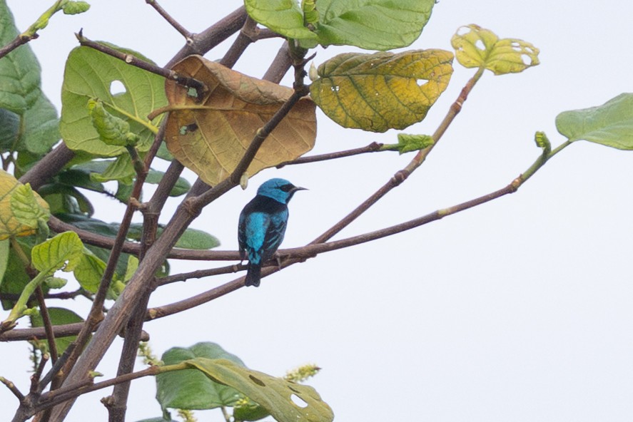 Blue Dacnis - ML644721840