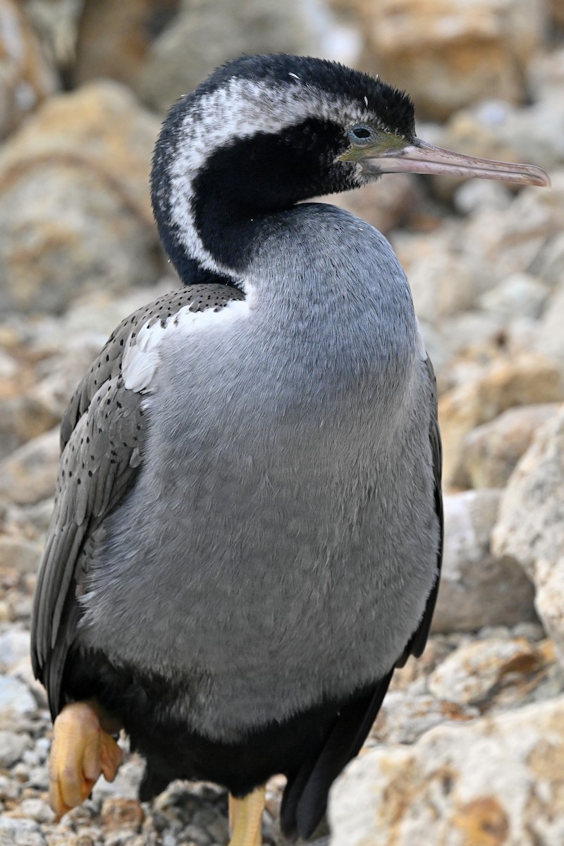 Баклан бурий - ML644721849