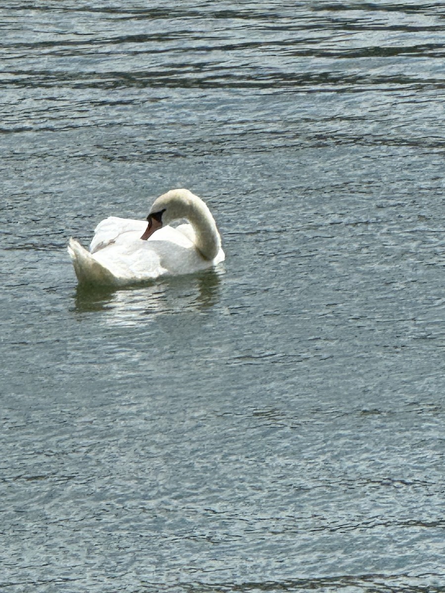 Лебідь-шипун - ML644721851