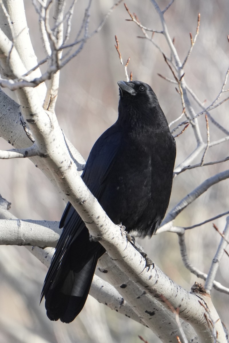 American Crow - ML644721852