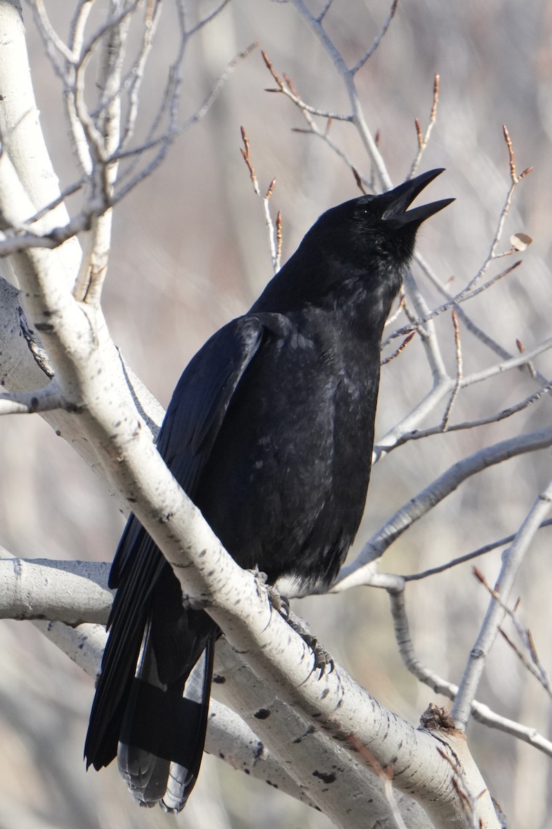 American Crow - ML644721853