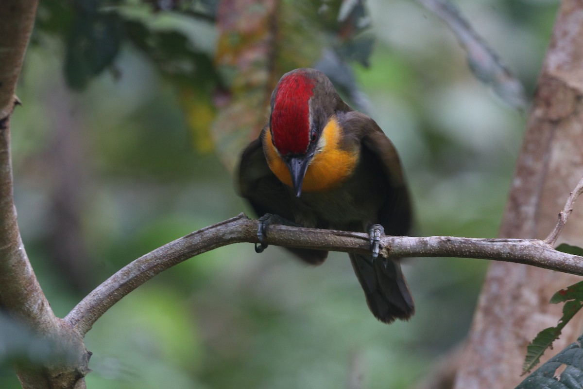 Scarlet-crowned Barbet - ML644721854