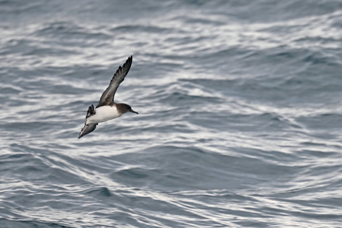 Буревісник Гутона - ML644721856