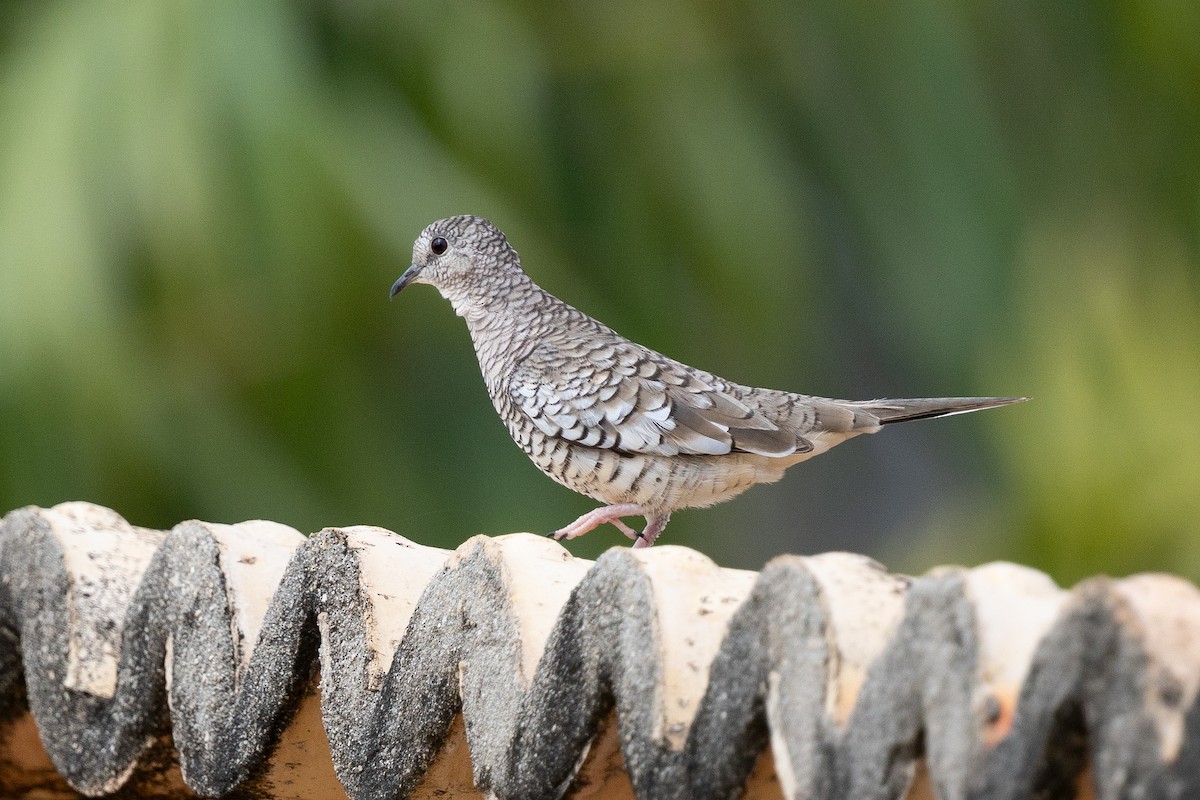 Scaled Dove - ML644721859