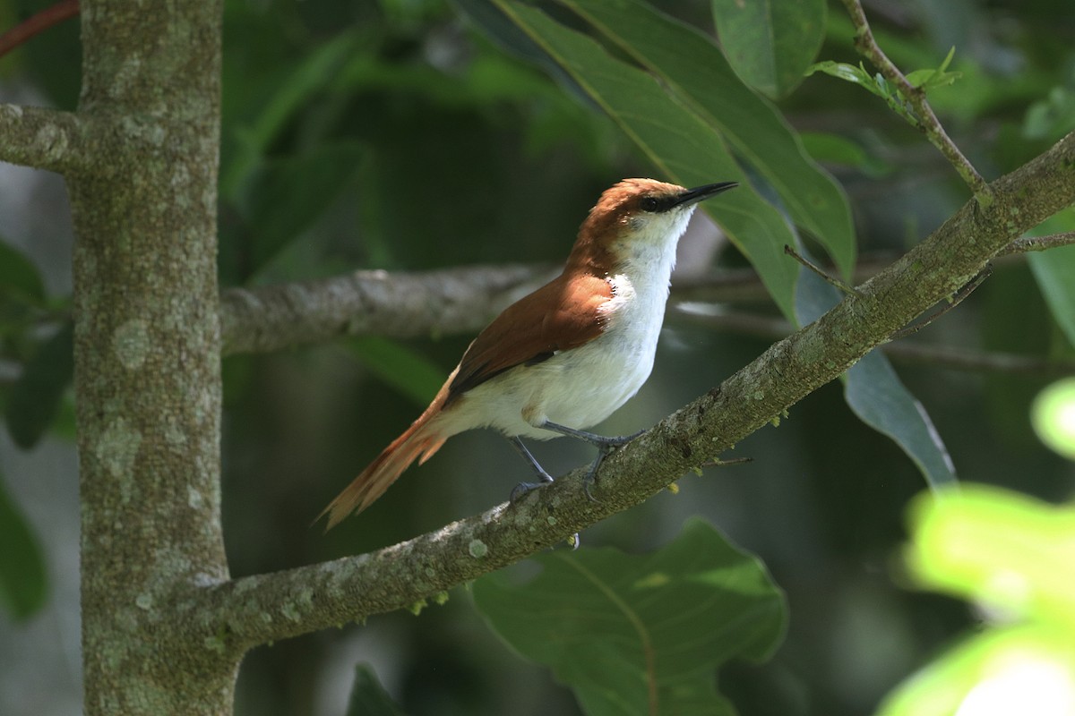 Red-and-white Spinetail - ML644721867