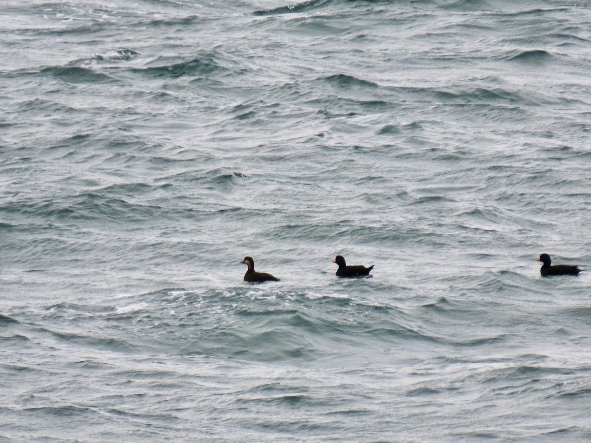 Amerika Kara Ördeği - ML644721874