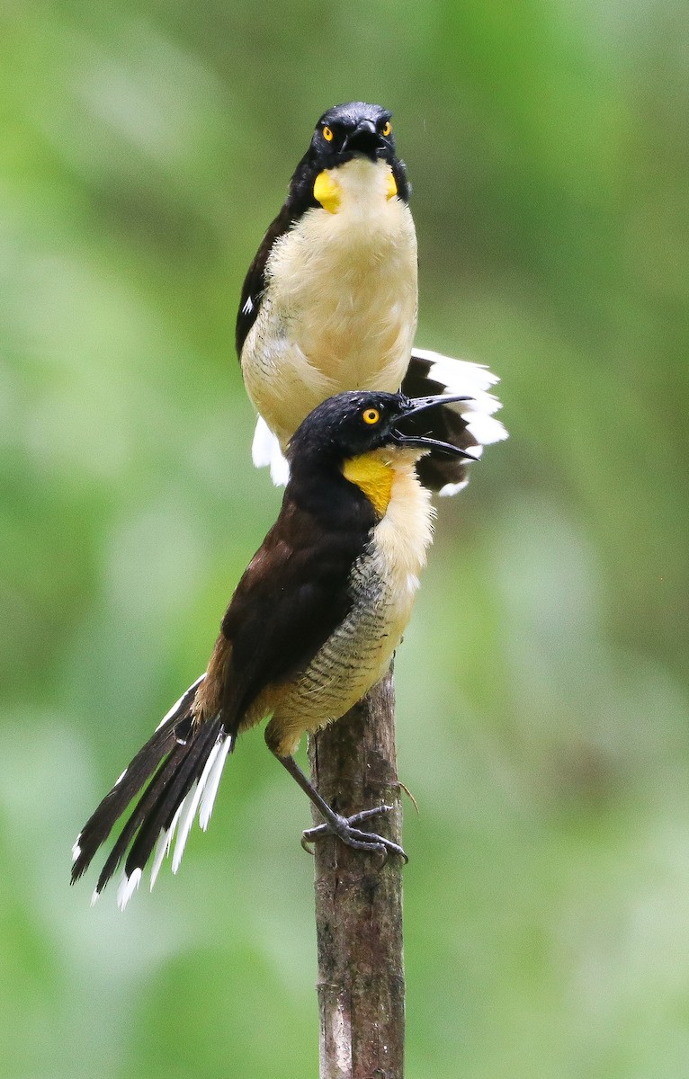Black-capped Donacobius - ML644721889