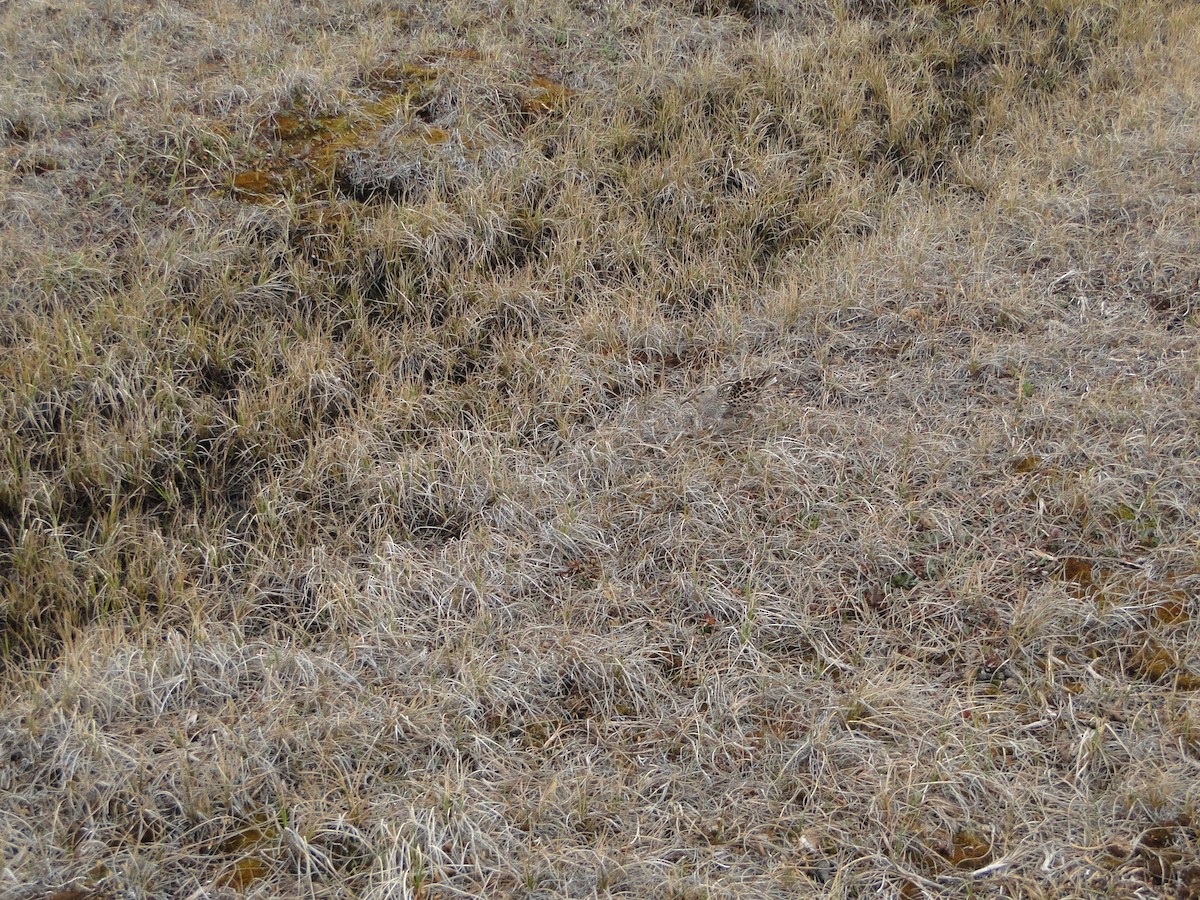 Txirri pektorala - ML644721896