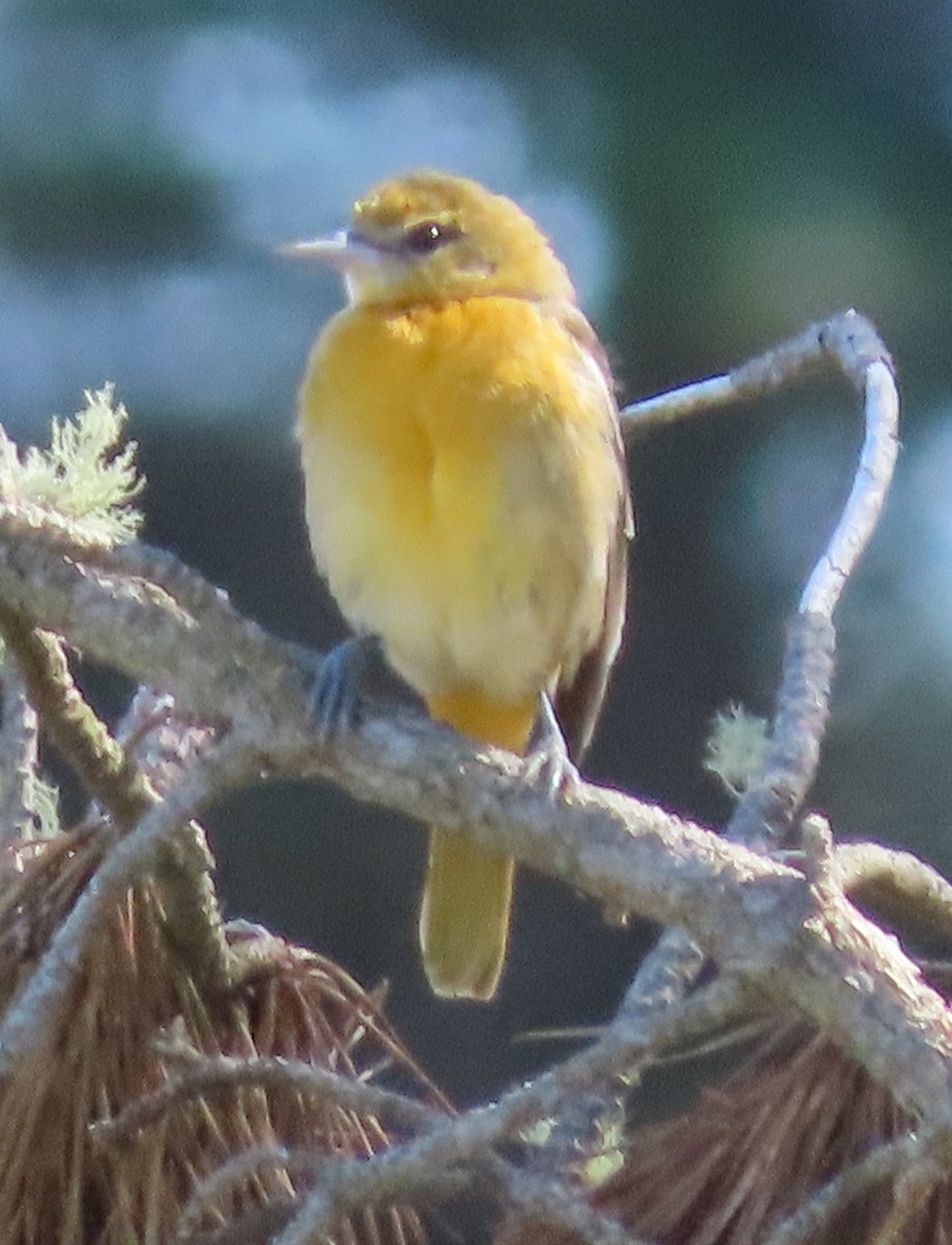 Baltimore Oriole - ML644721904