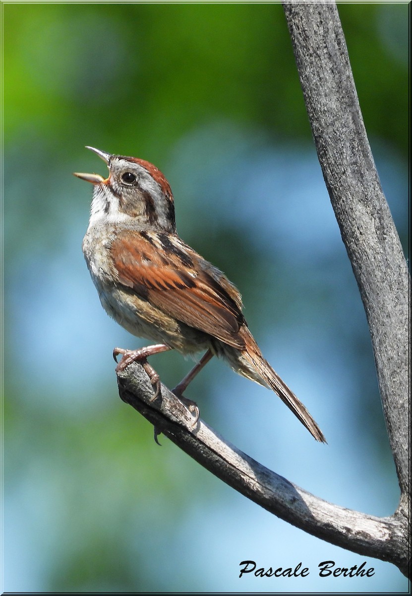 Swamp Sparrow - ML644721905