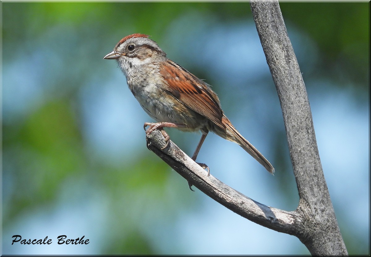 Swamp Sparrow - ML644721906