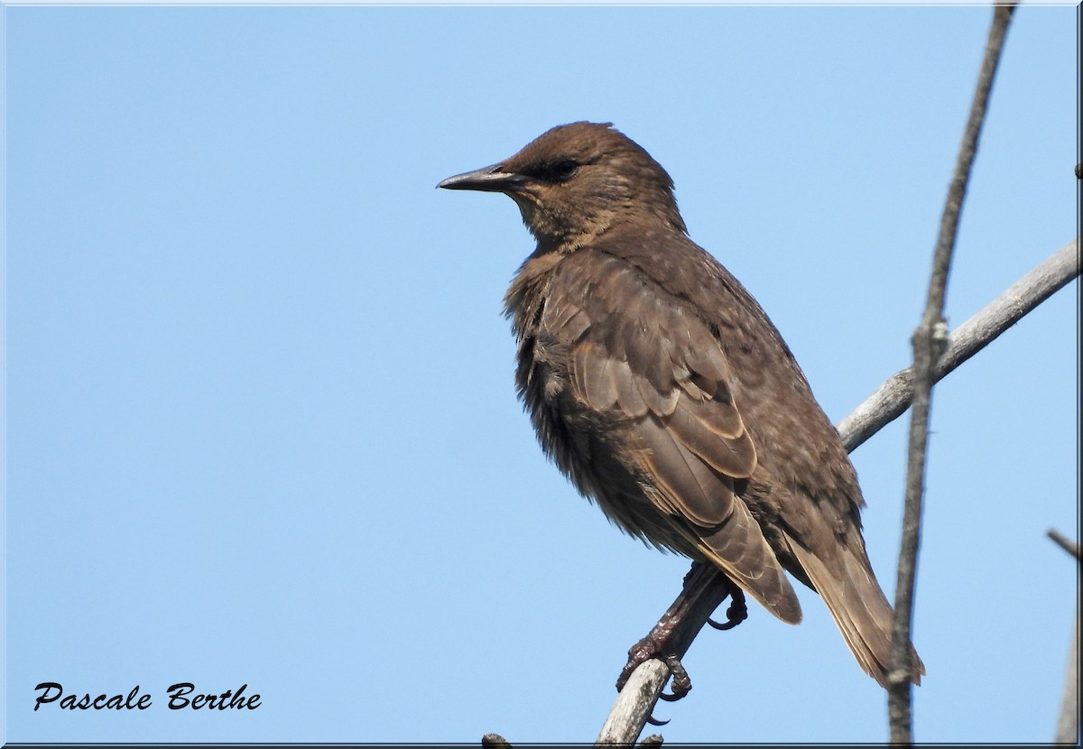 歐洲椋鳥 - ML644721912