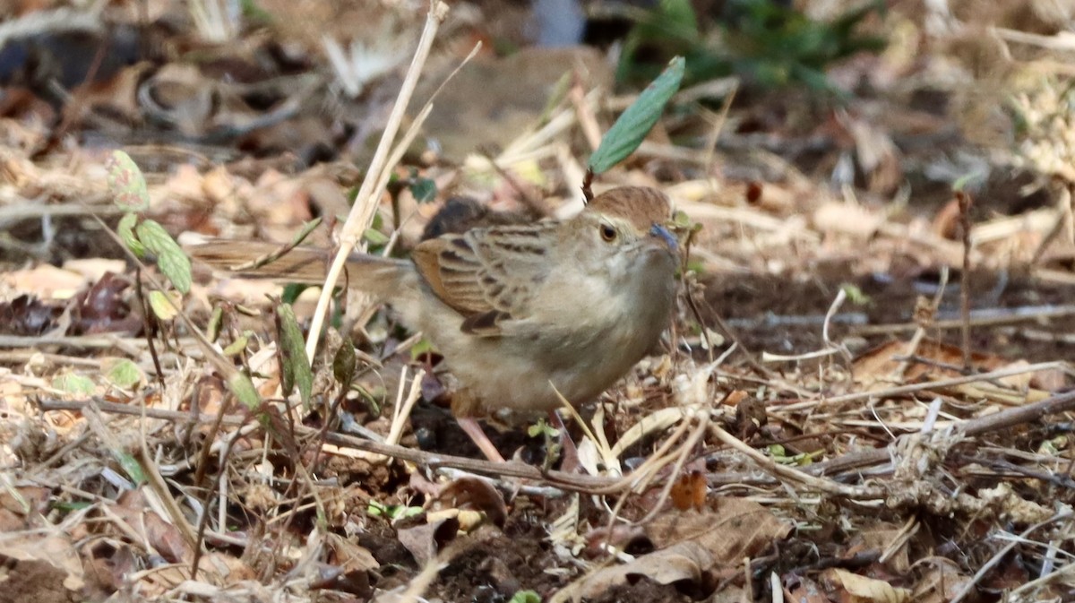 Rotscheitel-Zistensänger - ML644721915