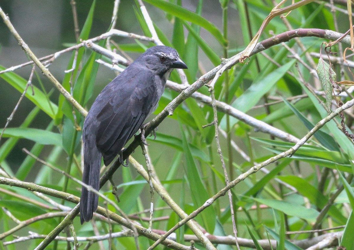 Bluish-gray Saltator - ML644721917