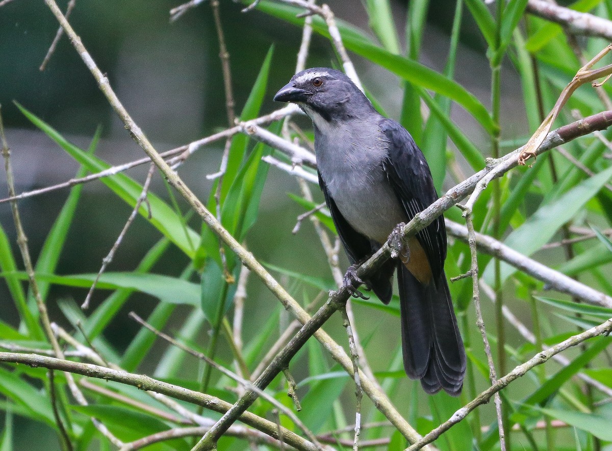 Bluish-gray Saltator - ML644721918