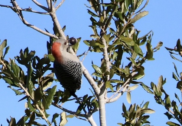 Carolinaspecht - ML644721923