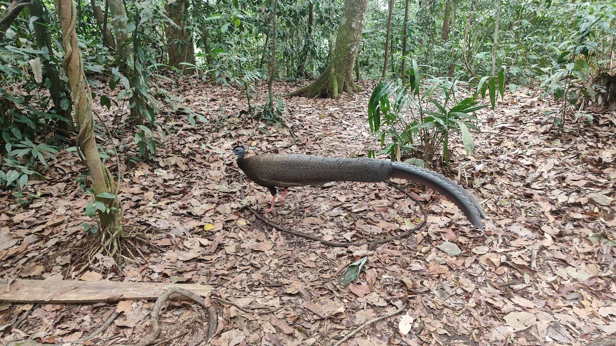 Great Argus - ML644721926