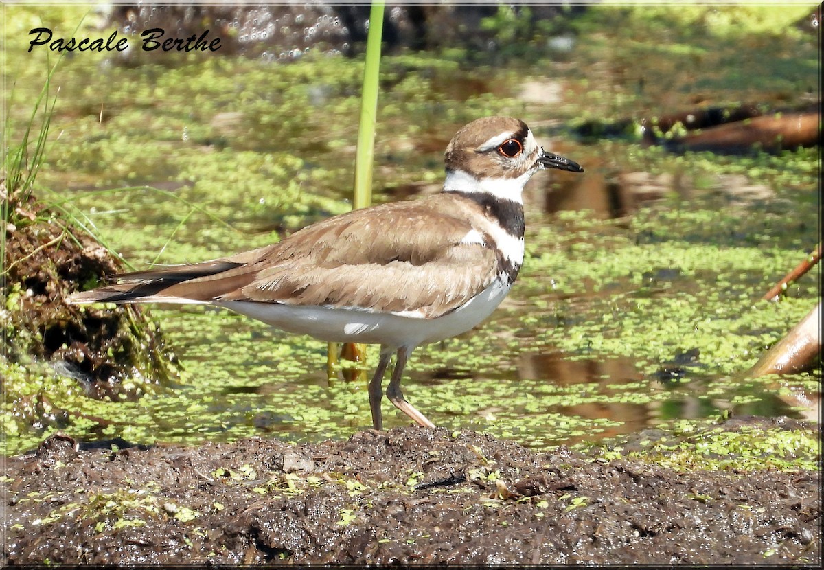 Killdeer - ML644721929