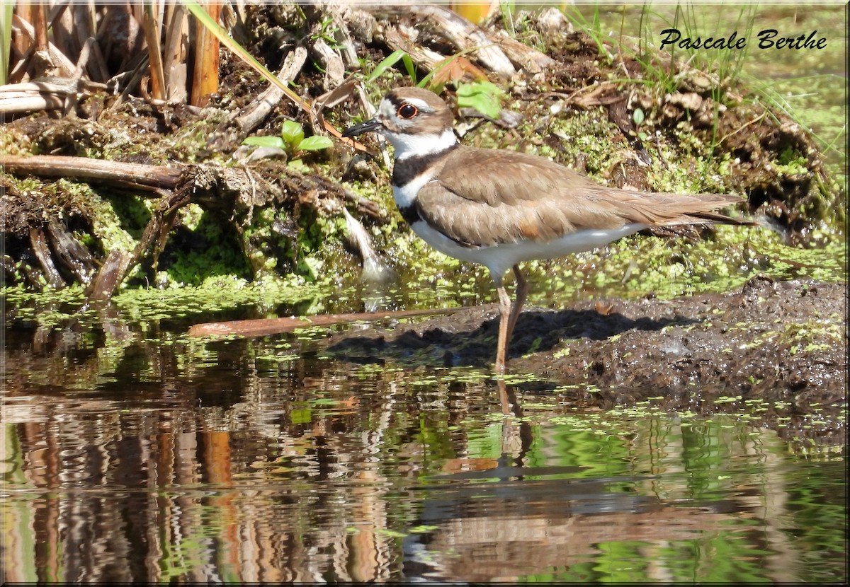 Killdeer - ML644721930