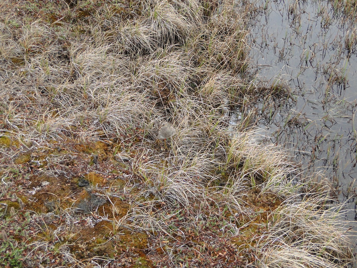 Txirri pektorala - ML644721931