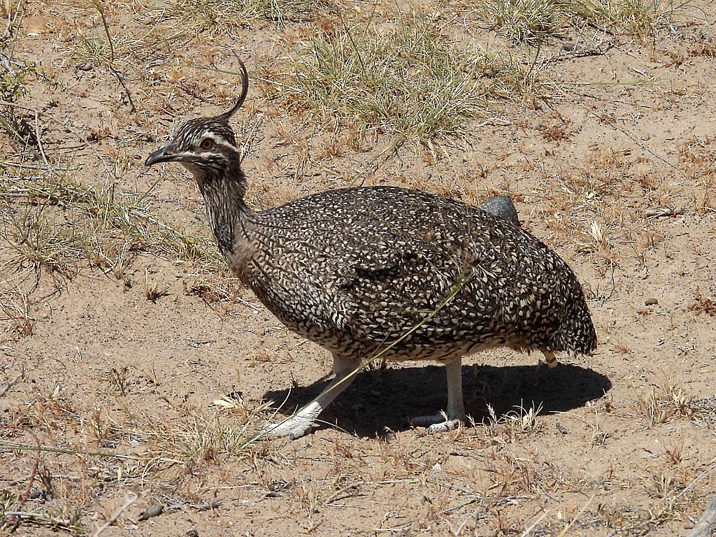 Elegant Crested-Tinamou - ML644721936