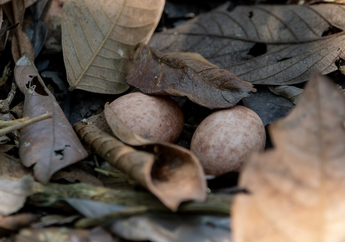 pauraquenattravn - ML644721947