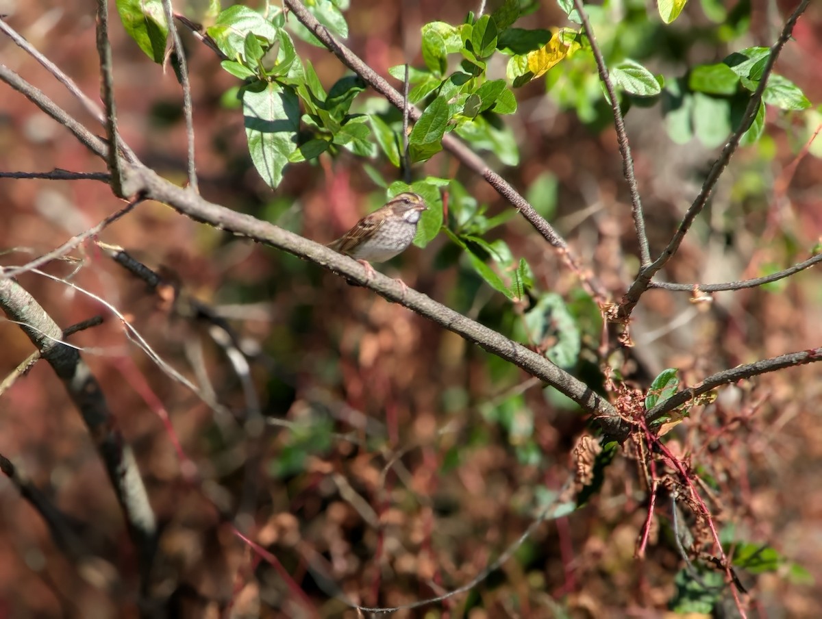 Bruant à gorge blanche - ML644721949