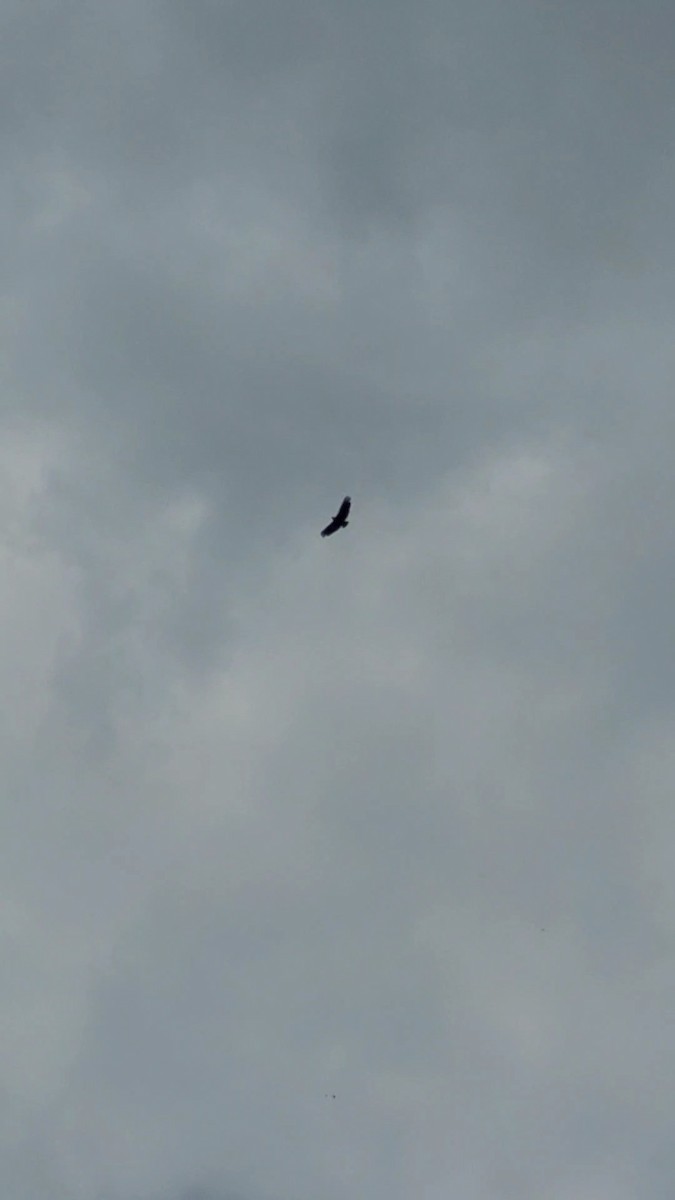 Black Vulture - ML644721952