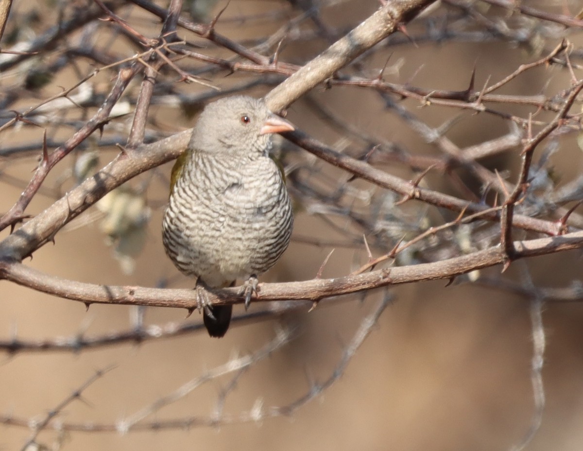 Green-winged Pytilia - ML644721959