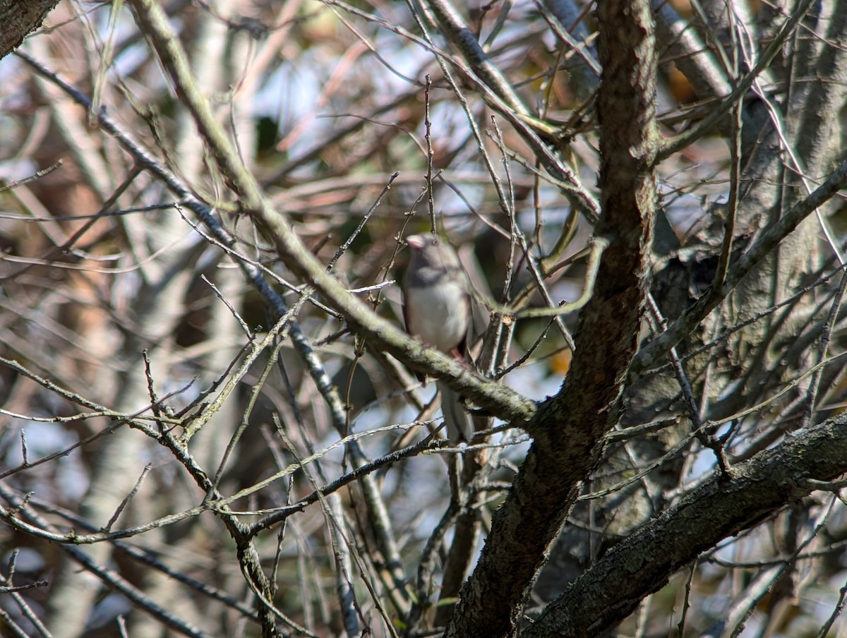 Dark-eyed Junco - ML644721960