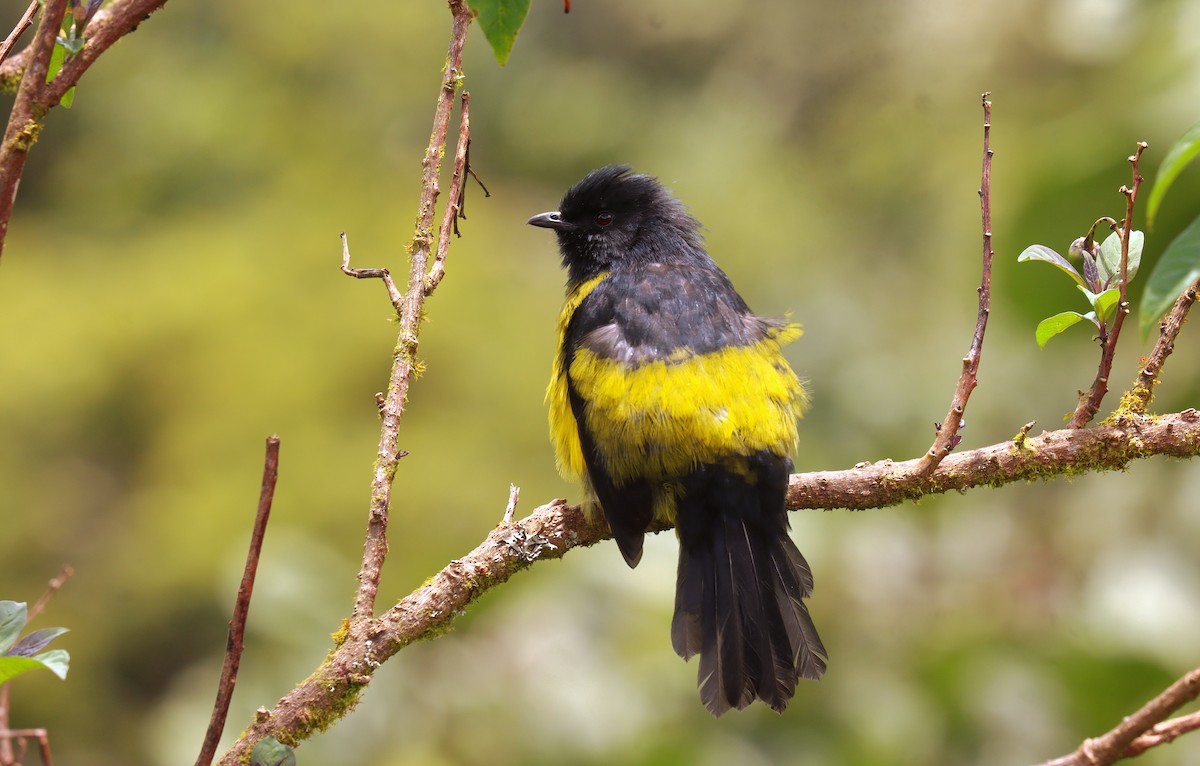 Black-and-yellow Silky-flycatcher - ML644721961