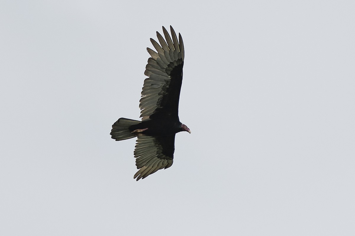 Turkey Vulture - ML644721962